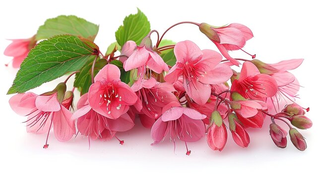 A beautiful bouquet of pink flowers. The flowers are delicate and have a sweet fragrance. The bouquet is perfect for a special occasion or to simply brighten up your day.