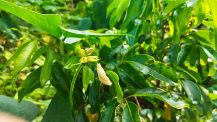 The vigna unguiculata plant is a type of bean
