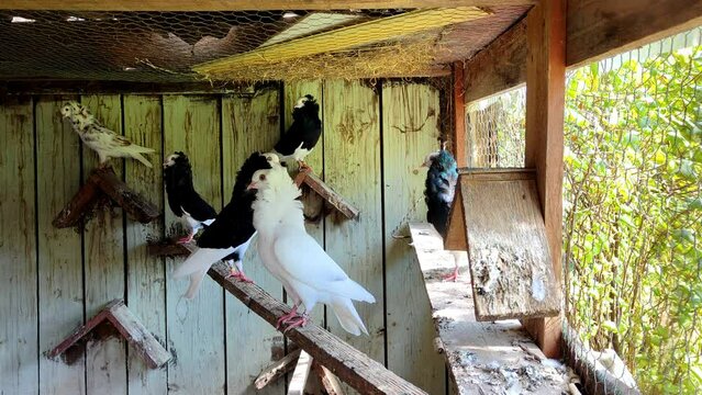 Unique pigeons with vibrant plumage preen and coo comfortably in a spacious hutch

