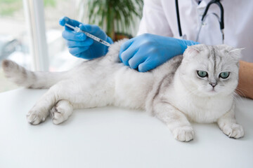 The veterinarian gives an injection to a Scottish kitten. A doctor in a veterinary clinic inoculates a cat.