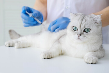 The veterinarian gives an injection to a Scottish kitten. A doctor in a veterinary clinic inoculates a cat.