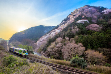 満開の桜をかすめて走る関西本線気動車