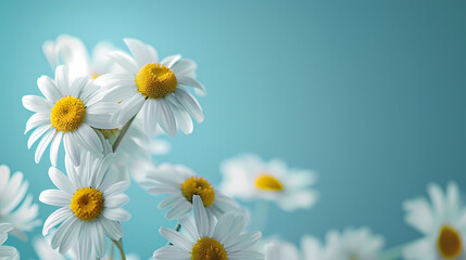 Fototapeta premium Beautiful white daisies
