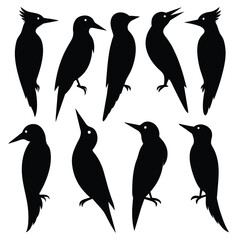 Set of Woodpecker animal black Silhouette Vector on a white background