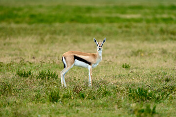 Thomson's Gazelle standing looking at camera in the wild