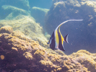 美しいツノダシ（ツノダシ科）他。

日本国静岡県伊豆半島賀茂郡南伊豆町中木から渡し船で渡るヒリゾ浜にて。
2022年夏水中撮影。

Beautiful Moorish Idol (Zanclus cornutus) and others. 

Hirizohama beach, by ferry from Nakagi, Minami-Izu-cho,  Izu Peninsula, Shizuo