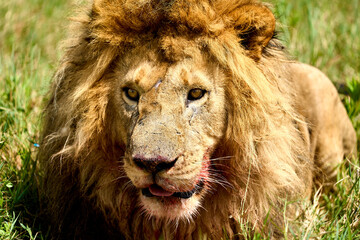 Lion with bloody face resting lying in the grass