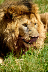 Lion licking the face after eating in the savanna