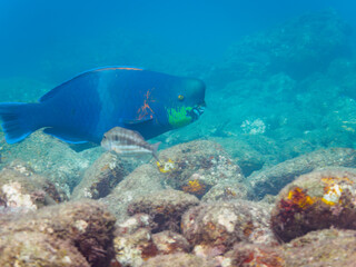 Fototapeta premium 美しく大きなアオブダイ（ブダイ科）。日本国静岡県伊豆半島賀茂郡南伊豆町中木から渡し船で渡るヒリゾ浜にて。 2022年夏水中撮影。The Beautiful and big Knobsnout Parrotfish.Hirizohama beach, by ferry from Nakagi, Minami-Izu-cho, Izu Peninsula, Shizuoka Prefe