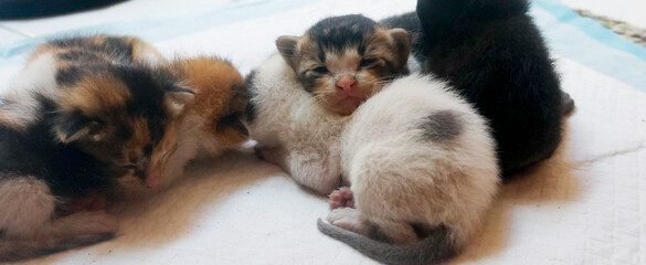 Little Newborn Kitten Looking At Camera. Cute Funny Home Pets. Panorama View.