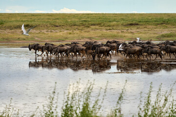 blue wildebeest drinking water of a lake in the savanna