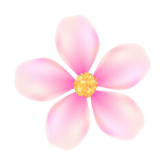 Fototapeta premium Realistic cherry blossom illustration on white background