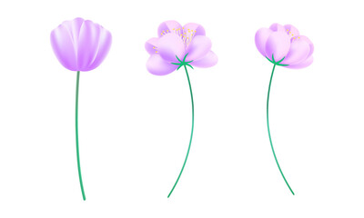 Naklejka premium Realistic cherry blossoms on white background