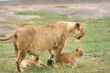 A lioness with cubs in the savanna