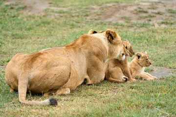 Lioness resting with two cubs lying on the grass