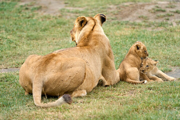 Cubs playing under the protection of a lioness
