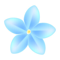 Realistic cherry blossom illustration on white background