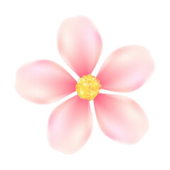 realistic cherry blossom illustration on white background