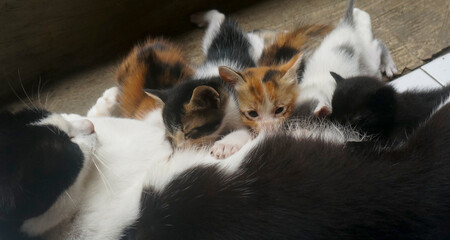 Cute Little Kittens Drink Milk From Mother Cat 