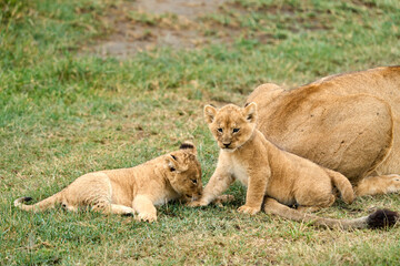Cute lion cubs playing next to lion