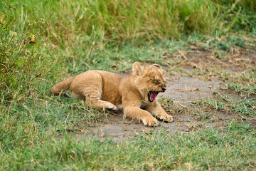 Sleepy cute lion cub lying yawning alone