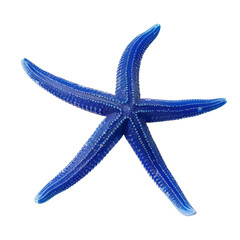 Blue starfish isolated on white background
