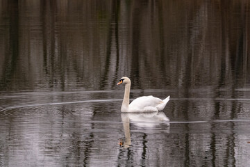 Fototapeta premium Cygne nageant sur un étang
