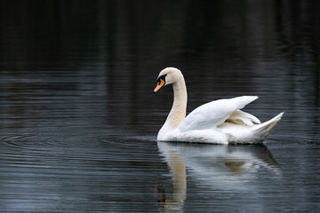 Fototapeta premium Cygne nageant sur un étang