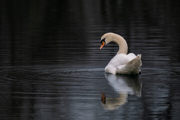 Obraz premium Cygne nageant sur un étang