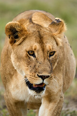 Lioness walking in alert in the savanna