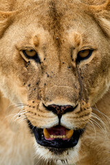 Close-up of the face of a wild lioness full of flies