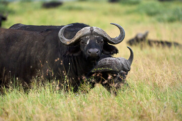Buffalo with long horns eating in the savanna