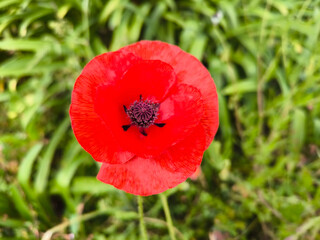 Fototapeta premium Botão aberto de flor de papoula vermelha num campo rural