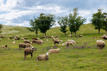 Herd of sheep on beautiful mountain meadow. Georgia. Beautiful sunny landscape background on mountainous terrain