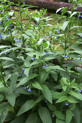 Symphytum caucasicum comfrey flowers in park