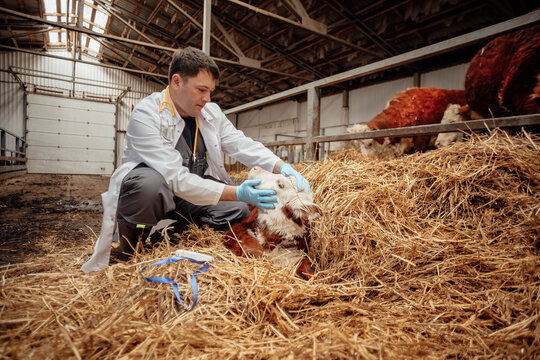 Veterinarian examining calf covered in hay at farm