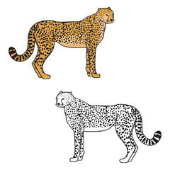 Cheetah Art and Line Art Vector Illustration