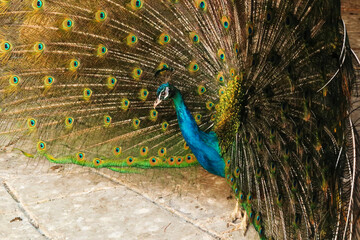 Obraz premium Profile, side view of a peacock of intense blue color spreading its tail feathers, displaying its colorful plumage at the Bachkovo Monastery, close to Plovdiv, Bulgaria