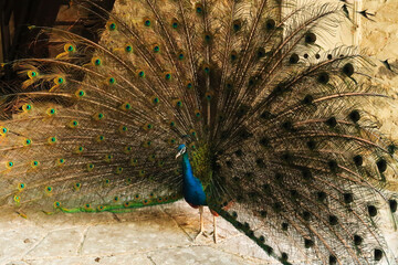 Fototapeta premium Peacock of intense blue color spreading its long tail feathers, showing its plumage at the Bachkovo Monastery, close to Plovdiv, Bulgaria