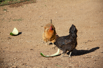 A farm in the Kurdistan province of Saqez city where chickens and roosters roam