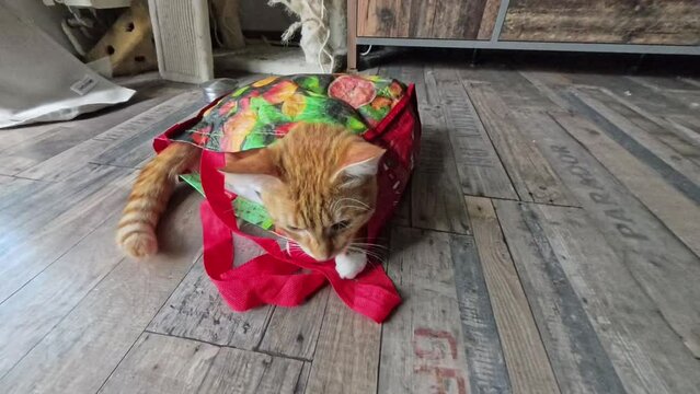 Ein kleiner junger Kater spielt mit einer Einkaufstasche