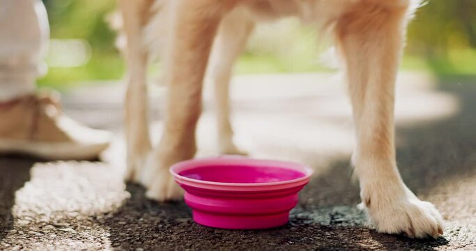 Dog, drink and road with water bowl for walk, run or hydration from outdoor exercise in nature with owner. Closeup of animal, pet or Labrador with mineral liquid for thirst on street or path at park