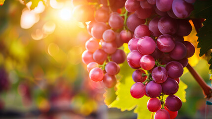 Delicious ripe grapes in vineyard. Harvest season