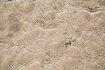 Underwater sand in Egypt, crabs playing, low tide sea
