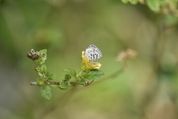  zebra blue (Leptotes plinius)