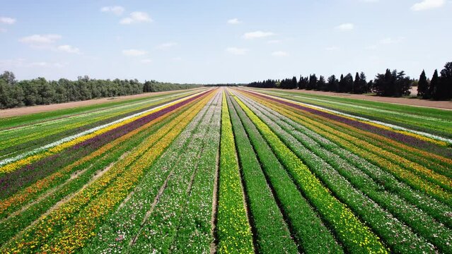 Field aerial video of Ranunculus in Kibbutz Nir Yitzhak
