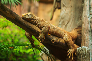 clouded monitor (Varanus nebulosus) resting on wood branch