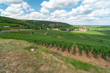 View of Chambolle Musigny, vines and village