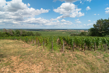 View of vines from the heights of Chambolle Musigny with slope descending to plain