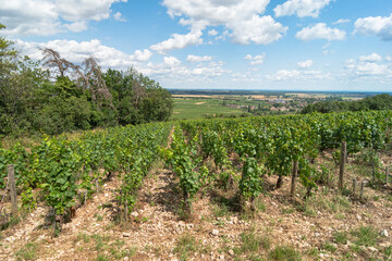 View of vines from the heights of Chambolle Musigny with slope descending to plain